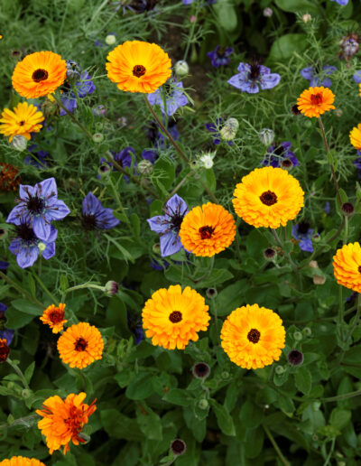 Calendula officinalis: A Herbal Ally for Healing and Inflammation