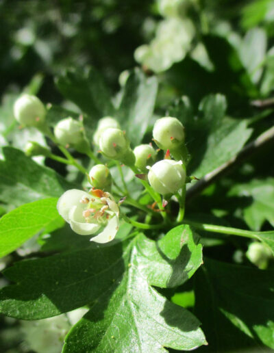 Crataegus spp.: A Steady Companion for the Heart