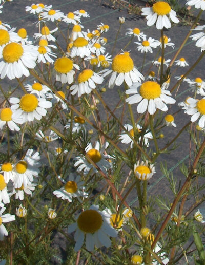 Matricaria recutita: Gentle Power for Gut, Nerves, and Skin