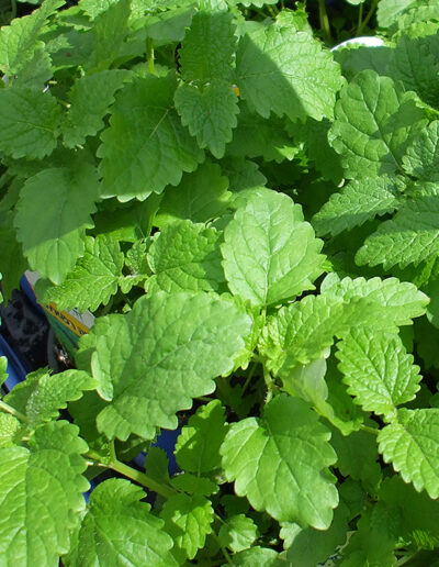 Melissa officinalis: A Gentle Balm for Mind, Heart, and Gut