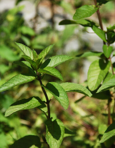 Mentha piperita: Cooling Relief for Body and Mind