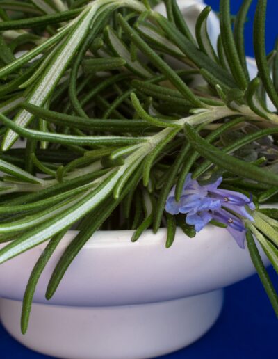 Salvia rosmarinus: A Stimulating Tonic for Circulation, Clarity, and Vitality