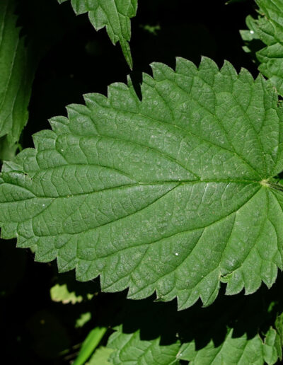 Urtica dioica: A Nourishing Tonic from Root to Tip
