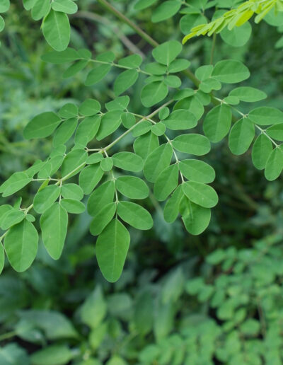 Can Moringa Support Diabetes Management?