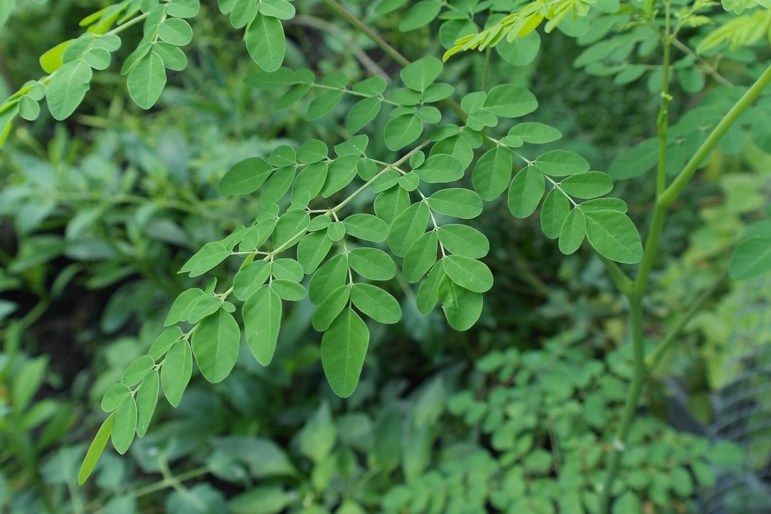 moringa